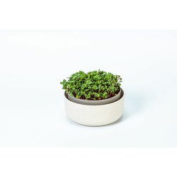 Klíčící miska Plastia Microgreens slonová kost 16x7,7 cm