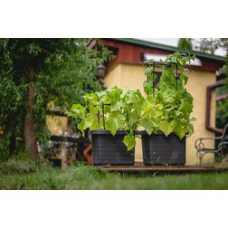 Opora pro pěstování Berberis