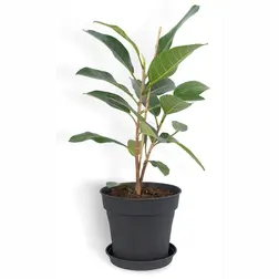 Květináč Camelie antracit 23 cm